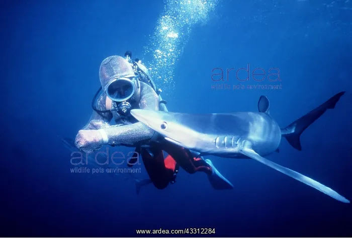 : Blue Shark - attacking Scuba Diver wearing Chain : Blue Shark - attacking Scuba Diver wearing Chain