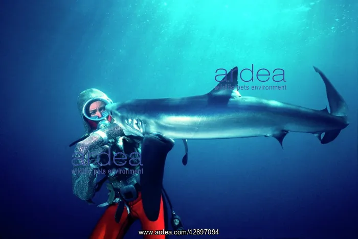 : Blue SHARK - Biting Valerie Taylor who is testing : Blue SHARK - Biting Valerie Taylor who is testing