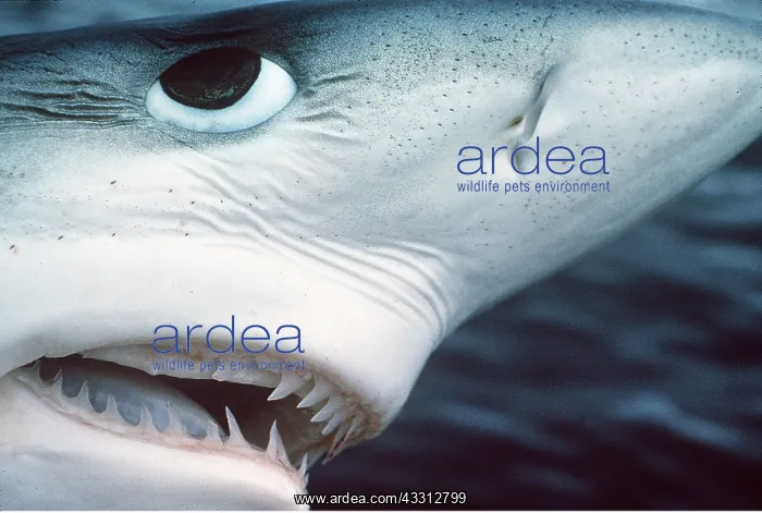 : BLUE SHARK - close up of head : BLUE SHARK - close up of head