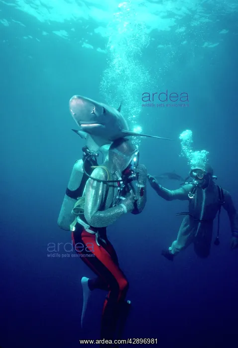 : Blue shark - With divers - Shark using fins to : Blue shark - With divers - Shark using fins to