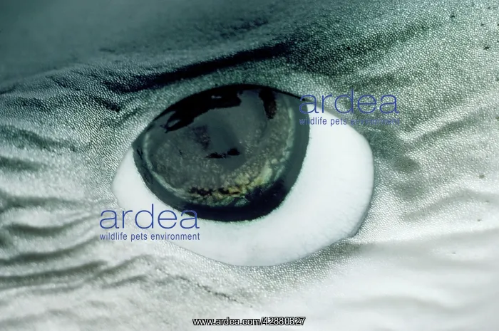 : Blue Shark Eye - shows ampullae of Lorenzini : Blue Shark Eye - shows ampullae of Lorenzini