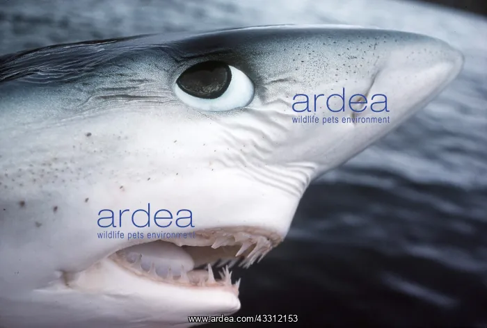 : Blue SHARK - Head Close-up : Blue SHARK - Head Close-up