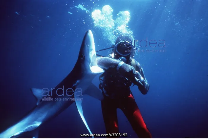 : BLUE SHARK - with scuba diver testing Chain Mail : BLUE SHARK - with scuba diver testing Chain Mail