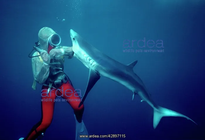 : Blue SHARK - Valerie Taylor testing Chain Mail : Blue SHARK - Valerie Taylor testing Chain Mail