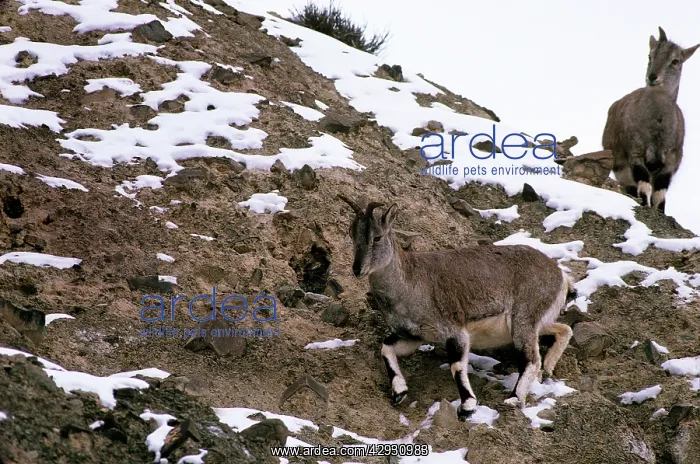 : Blue Sheep / Bharal : Blue Sheep / Bharal