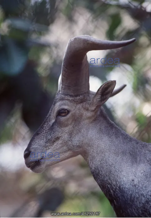: BLUE SHEEP / Bharal - close-up of head : BLUE SHEEP / Bharal - close-up of head