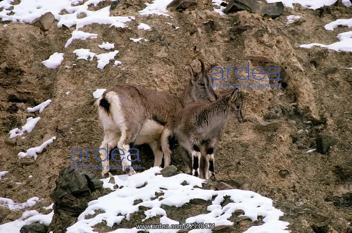 : Blue Sheep / Bharal - female and young : Blue Sheep / Bharal - female and young