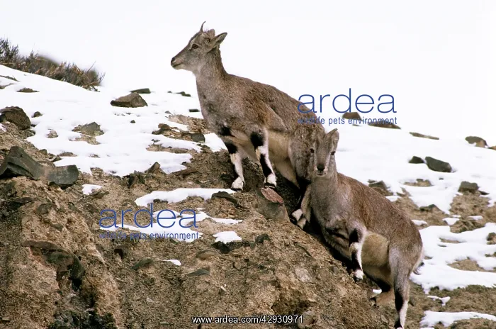 : Blue Sheep / Bharal - females : Blue Sheep / Bharal - females