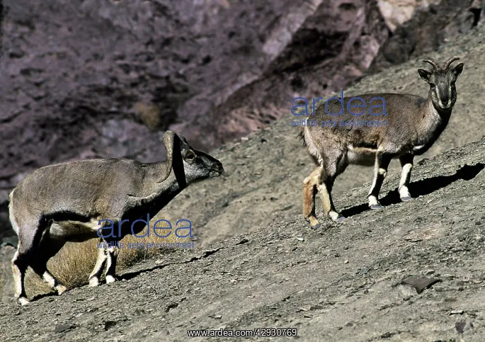 : Blue Sheep / Bharal - male approaches female in : Blue Sheep / Bharal - male approaches female in