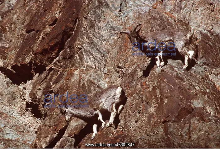 : BLUE SHEEP / Bharal - on steep rocks : BLUE SHEEP / Bharal - on steep rocks