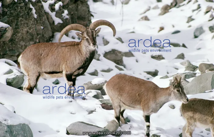 : Blue SHEEP / Bharal - wild male and female : Blue SHEEP / Bharal - wild male and female