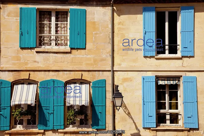 : Blue shutters along wall of home in old : Blue shutters along wall of home in old