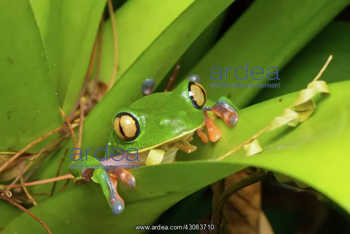 : Blue-sided Tree Frog : Blue-sided Tree Frog