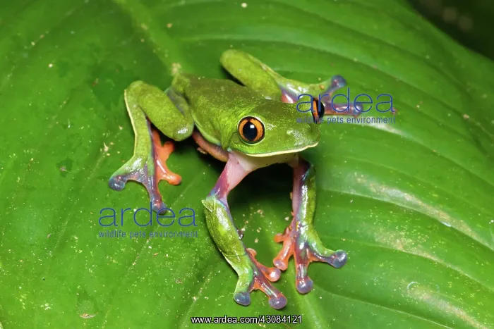 : Blue-sided Tree Frog : Blue-sided Tree Frog