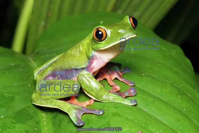 : Blue-sided Tree Frog : Blue-sided Tree Frog
