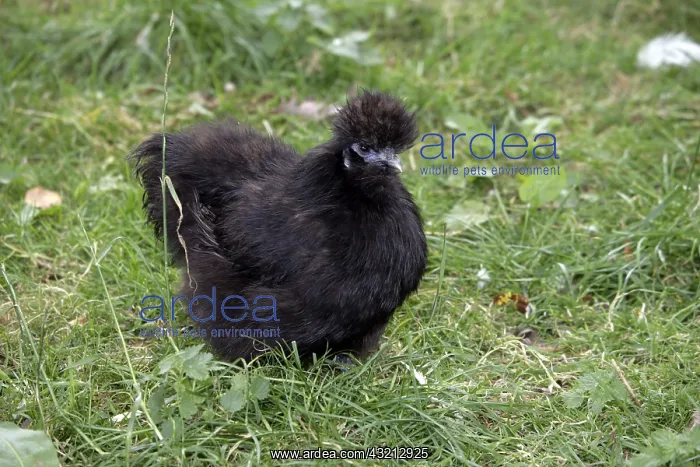 : Blue Silkie hen Warwickshire : Blue Silkie hen Warwickshire