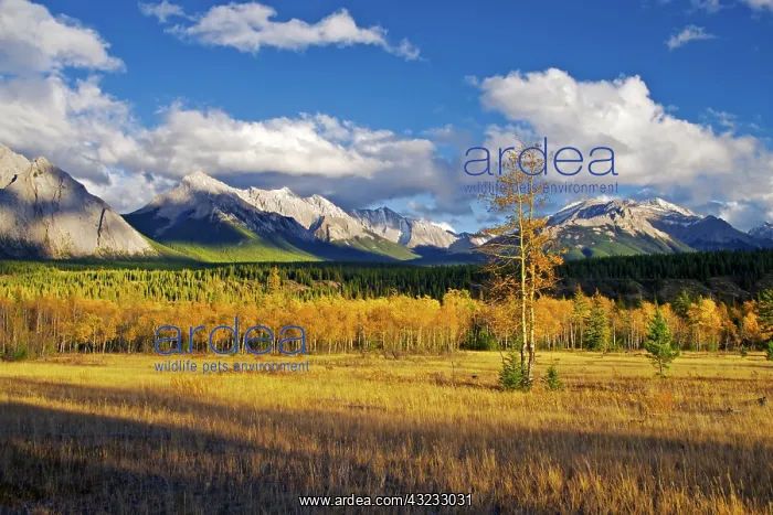 : Blue skies and fair weather clouds float : Blue skies and fair weather clouds float