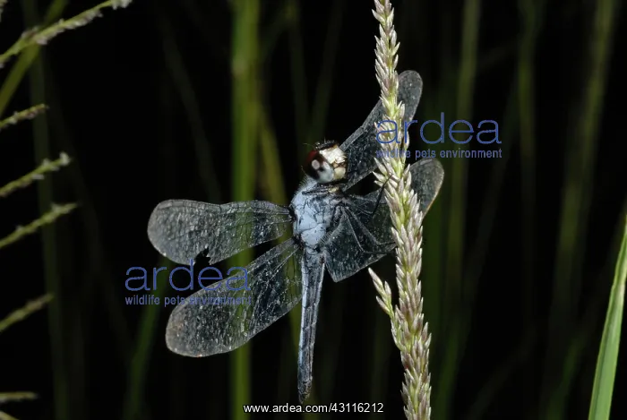 : Blue Skimmer Dragonfly : Blue Skimmer Dragonfly