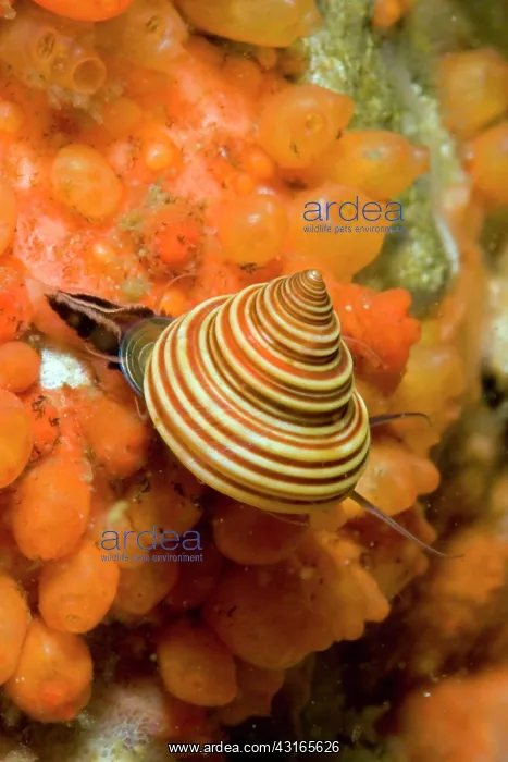 : Blue top snail Calliostoma ligatum Alaska Unites States Nort : Blue top snail Calliostoma ligatum Alaska Unites States Nort