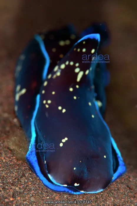: Blue Snowy Headshield Slug : Blue Snowy Headshield Slug