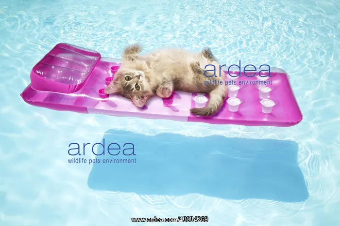 : Blue Somali kitten lying on lilo in swimming pool : Blue Somali kitten lying on lilo in swimming pool