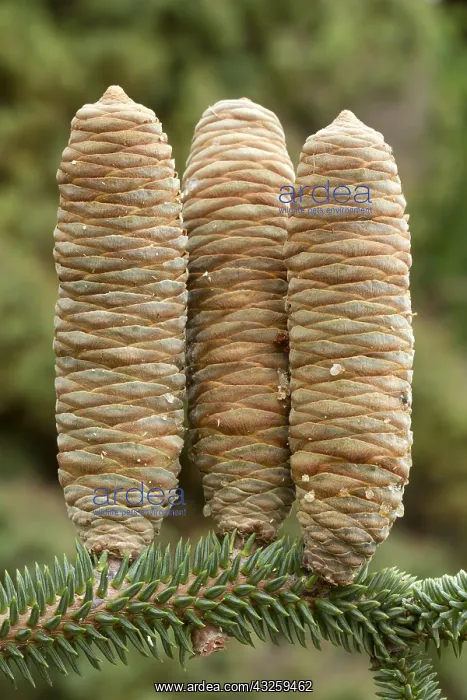 : Blue spanish fir (Abies pinsapo Glauca') : Blue spanish fir (Abies pinsapo Glauca')