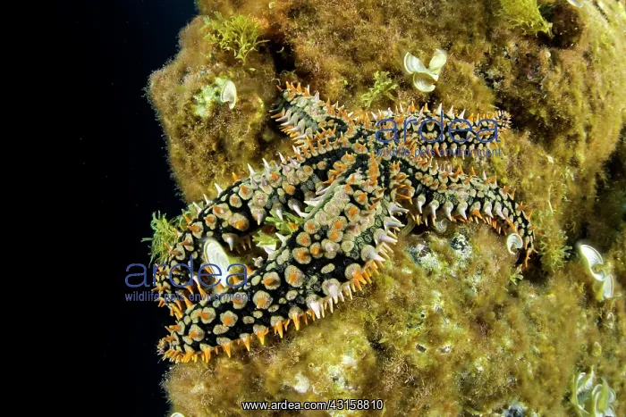 : Blue Spiny Starfish, Coscinasterias tenuispina : Blue Spiny Starfish, Coscinasterias tenuispina
