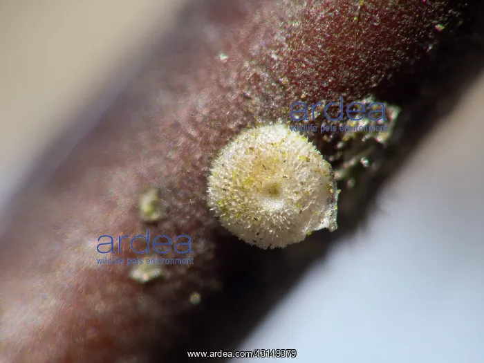 : Blue-spot Hairstreak : Blue-spot Hairstreak