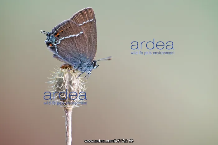 : Blue-spot Hairstreak : Blue-spot Hairstreak