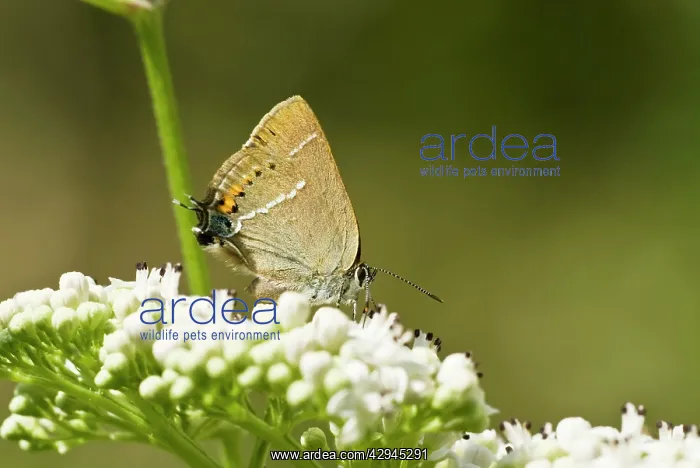 : Blue spot hairstreak - Resting on umbellifer : Blue spot hairstreak - Resting on umbellifer