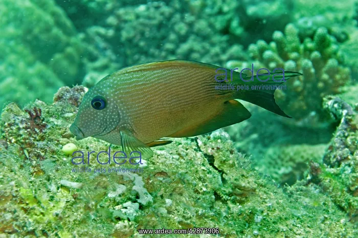  : Blue-spotted bristletooth  /  Striped-fin surgeonfish