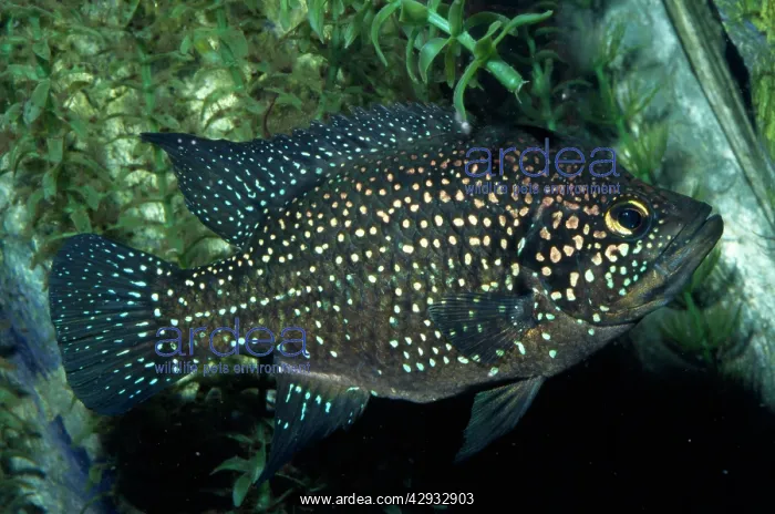 : Blue Spotted Cichlid : Blue Spotted Cichlid