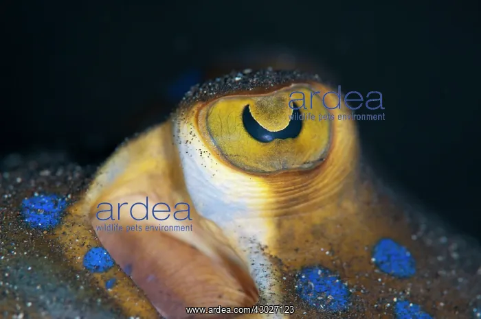 : Blue-spotted Fantail Ray : Blue-spotted Fantail Ray