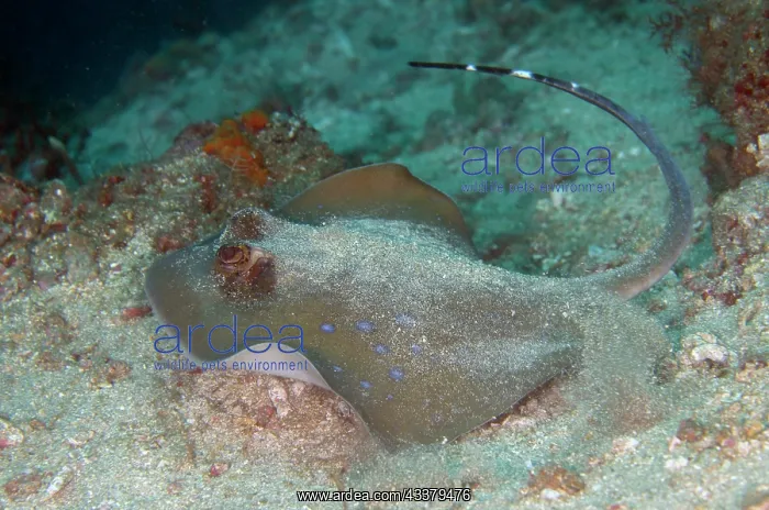 : Blue-spotted Fantail Ray : Blue-spotted Fantail Ray