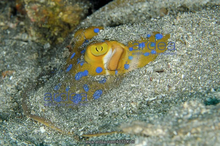 : Blue-spotted Fantail Ray : Blue-spotted Fantail Ray