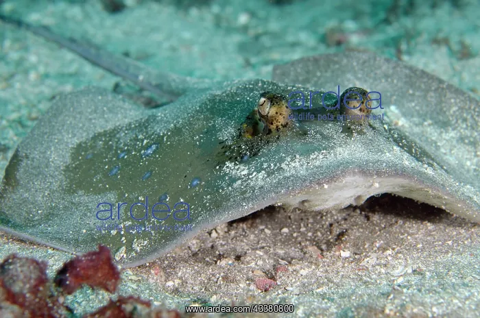 : Blue-spotted Fantail Ray : Blue-spotted Fantail Ray