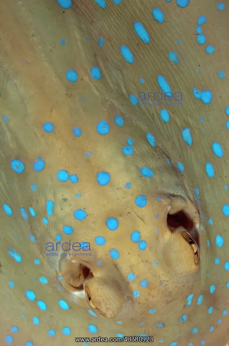 : Blue-spotted Fantail Ray : Blue-spotted Fantail Ray