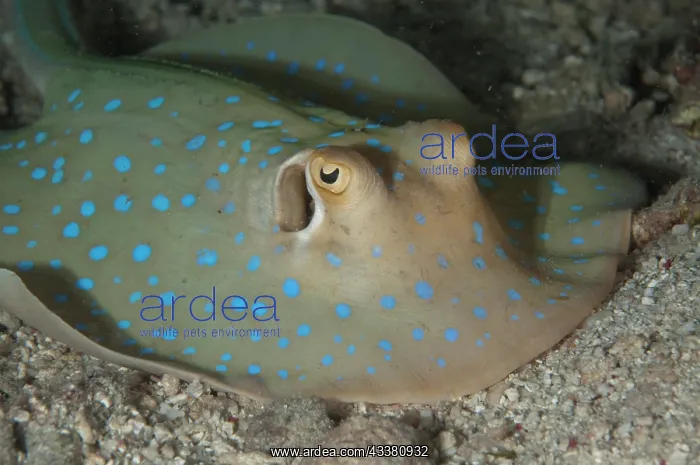 : Blue-spotted Fantail Ray : Blue-spotted Fantail Ray