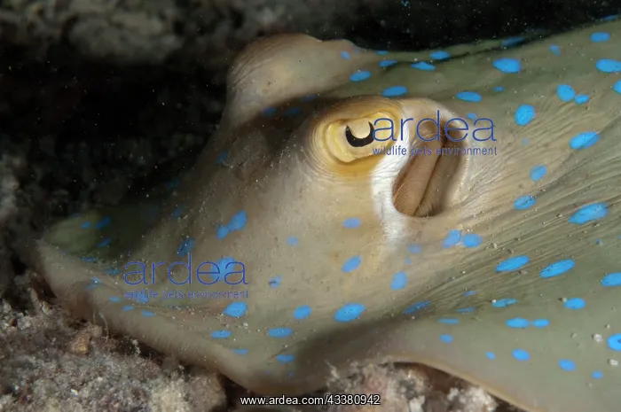 : Blue-spotted Fantail Ray : Blue-spotted Fantail Ray