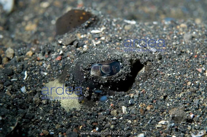 : Blue-spotted Fantail Ray buried in black sand : Blue-spotted Fantail Ray buried in black sand