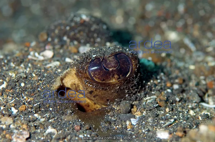 : Blue-spotted Fantail Ray buried in black sand : Blue-spotted Fantail Ray buried in black sand