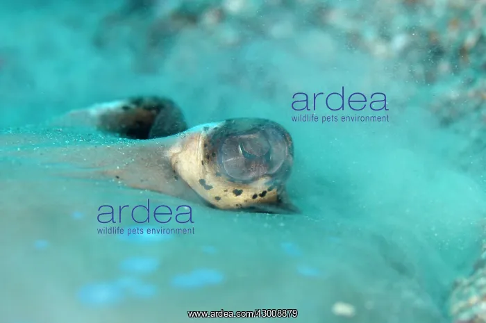 : Blue-spotted Fantail Ray burying itself in sand : Blue-spotted Fantail Ray burying itself in sand