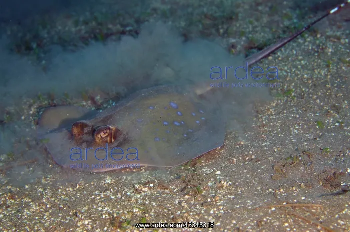  : Blue-spotted Fantail Ray stirring up sand - Ghost