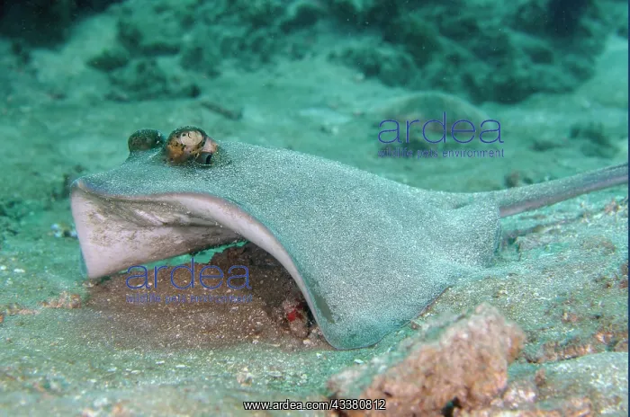  : Blue-spotted Fantail Ray taking off