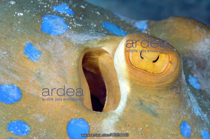 : Blue Spotted Fantail Stingray : Blue Spotted Fantail Stingray