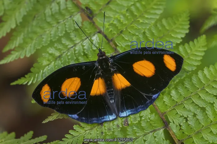 : Blue-spotted Firewing butterfly (Catonephele numilia) : Blue-spotted Firewing butterfly (Catonephele numilia)