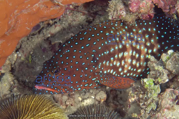 : Blue-spotted Grouper (Cephalopholis cyanostigma) : Blue-spotted Grouper (Cephalopholis cyanostigma)