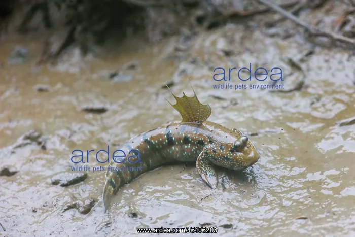 : Blue-spotted Mudskipper or Boddart's goggle-eyed goby : Blue-spotted Mudskipper or Boddart's goggle-eyed goby