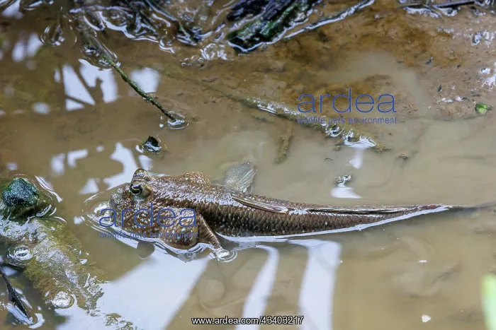 : Blue-spotted Mudskipper or Boddart's goggle-eyed goby : Blue-spotted Mudskipper or Boddart's goggle-eyed goby