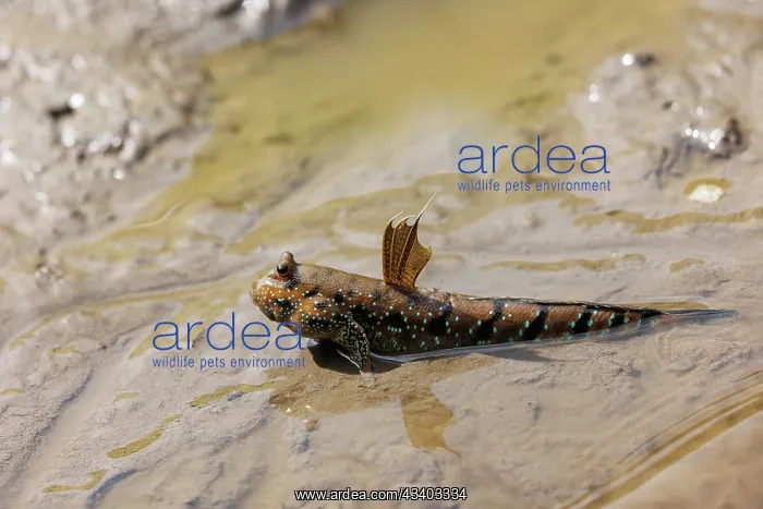  : Blue-spotted Mudskipper or Boddart's goggle-eyed goby